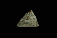 藏品(山形鐘螺)的圖片